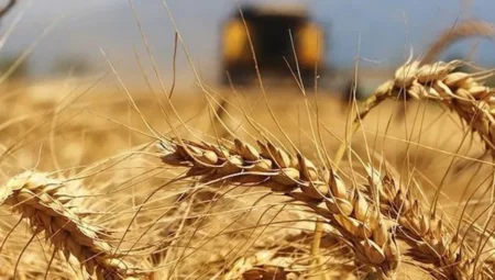Yağışlar geç geldi ama etkili oldu: Hububat ve bakliyatta gelişim hızlandı