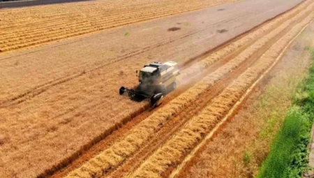 Adana’da buğday hasadı başladı: Verim normalin üzerinde, fiyat belirsizliği sürüyor