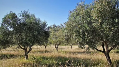 Ege’de zeytinlik alanlar tehlikede: Madencilik faaliyetleri genişliyor