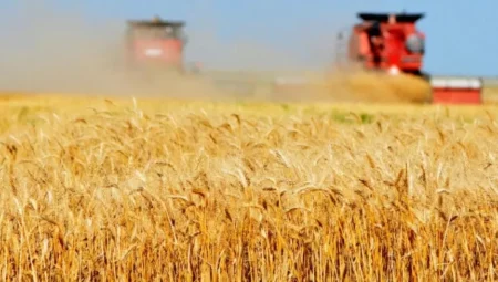 Adana’da buğday hasadı erkenden başladı: ‘Verim yüksek ama fiyat beklentisi endişe yaratıyor’