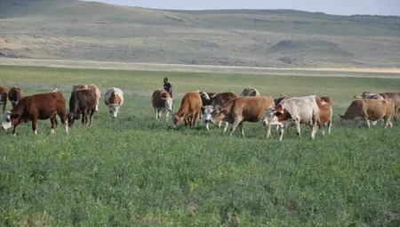 Erzurum’da hayvancılık zor durumda: Meraların geç açılması yem krizine yol açtı