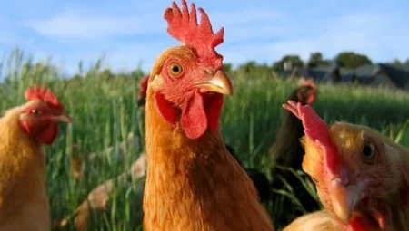 Tavuk ve küçükbaş hayvan yetiştiriciliğinde başarı için kritik ipuçları