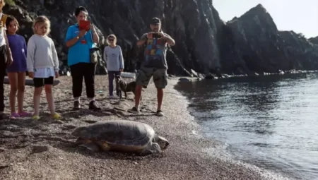 Antalya’da Deniz Kaplumbağalarının Yumurtlama Sezonu Başladı: Sahillere Giriş Kısıtlandı