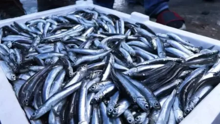 Karadeniz’de Mikroplastik Yoğunluğu Arttı: Balıklar Tehlike Altında