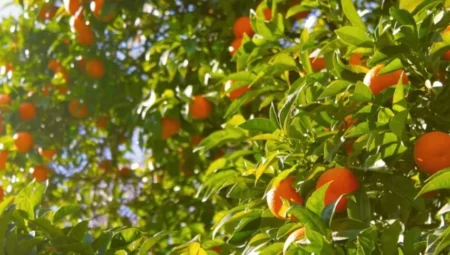 Portakal verimi için Akdeniz iklimi ve düzenli sulama şart