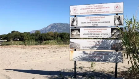 Akdeniz sahillerine gece girişi yasaklandı: Kaplumbağa yuvalarını ihlal edenlere 557 bin TL ceza