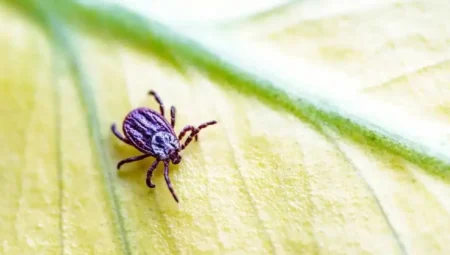 Keneler Tehlike Saçıyor: Bu Hataları Yapmayın, Hayati Risk Artıyor