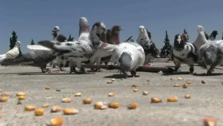 Bir Zamanlar Gökyüzünü Kaplayan Göçmen Güvercinler Nasıl Yok Oldu?