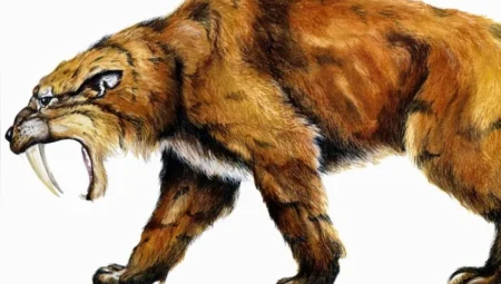 Buzul Çağı’nın Korkulan Avcısı: Smilodon, Gerçek Bir ‘Saber Dişli Kaplan’dı