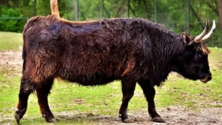 1600’lerde Nesli Tükenen Aurochs, Günümüz Evcil Sığırlarının Atasıydı