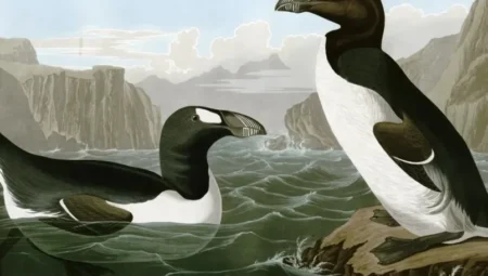 1800’lerde tüy ve et ticareti nedeniyle yok edilen büyük penguenin hikâyesi dikkat çekiyor