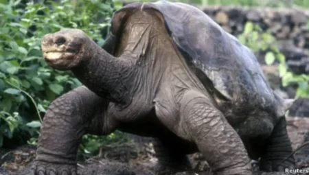 Lonesome George’un Ölümüyle Yok Olan Tür: Pinta Adası Kaplumbağaları Artık Yeryüzünde Yok