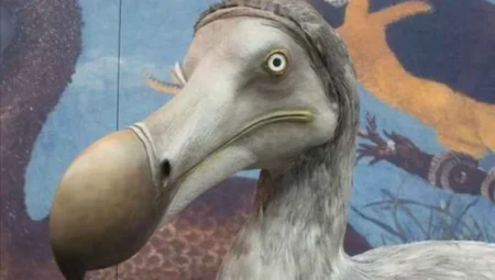 İnsan Etkisiyle Tükenen İlk Türlerden Biri: Dodo Kuşları Neden Yok Oldu?